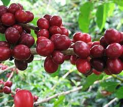 The aromatic coffee blend of the organicity network comes from small organic farming. What Is Coffee Coffee Facts Statistics And Effects Of Coffee On Health Coffee Brewing Methods