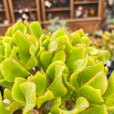 Image result for Crassula vaginata