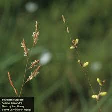 Image result for Cyphia lasiandra