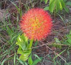 Image result for Alafia zambesiaca