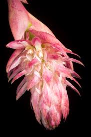 Image result for Bulbophyllum humblotii