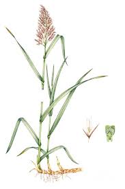 Image result for Phragmites australis