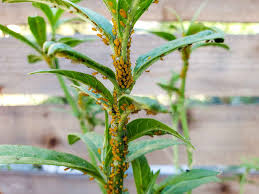 I use homemade soap to help the spray adhere to the leaves. Homemade Organic Garden Soap Spray Recipe Kill Aphids Other Pest Insects Homestead And Chill