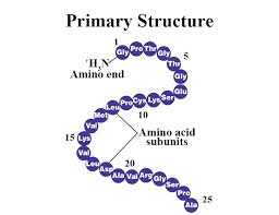 The primary structure of a polypeptide protein determines its secondary, tertiary, and quaternary structures. Learn Structure Of Proteins Ii In 3 Minutes