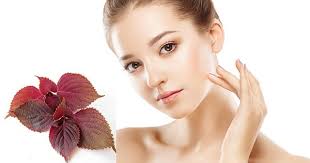 Bật mí cách làm đẹp da bằng lá tía tô siêu nhanh chỉ 14 ngày - Collagen  ADIVA