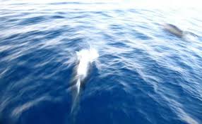 With three hours of relaxed walking the visitor can obtain a good idea of the. Chrissi Island Crete Blog Art Of Holidays