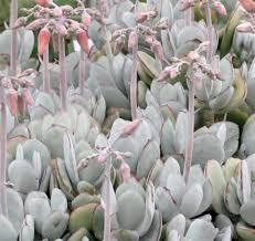 Image result for Cotyledon orbiculata