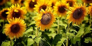 Resultado de imagem para girassol