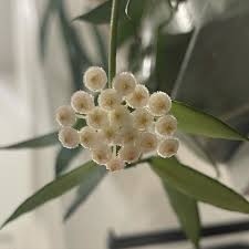 Image result for Selago lacunosa