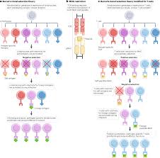 Image result for T-Lymphocyte