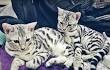 Bengal For Sale in Virginia - Hoobly Classifieds