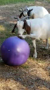 boer goat exercising goats for further info http dunway us boer goats index html boer goats cute goats heart in nature