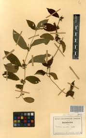 Image result for Sabicea venosa