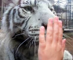 The state is bordered to the north by north carolina, to the south and west by georgia across the savannah river, and to the east by the atlantic ocean. Wild Kids Fun At Barefoot Landing In North Myrtle Beach Family Friendly Activities Under 10 Shout About South Carolina Travel Family Attractions And Free Things To Do