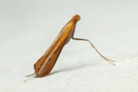 Image result for Euclasta