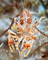 Image result for Platostoma strictum