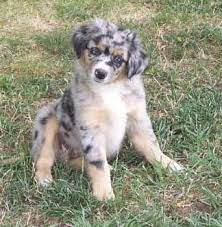 Ready to go merle is sold we have 2 mini australian shepherd both male puppies for sale. Miniature Australian Shepherds Tri Color Australian Shepherd Australian Shepherd Dogs Happy Animals
