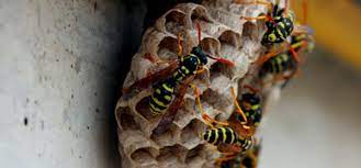After treatment of the wasps/hornets nests, continue to monitor the area for wasp activity. Myth Busting Wasp Nest Removal The Pest Control Blog