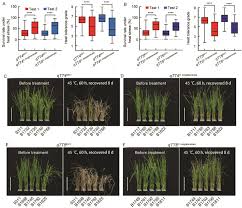 Image result for Oryza longistaminata