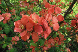 Image result for Chaenomeles japonica