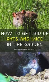 To get rid of them in your backyard, there are several different methods, just like inside your home. How To Get Rid Of Rats And Mice In The Garden In 2020 Getting Rid Of Rats Getting Rid Of Mice Garden Pests