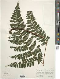 Image result for Triplophyllum