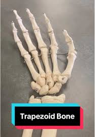 Image result for Trapezoid Bone