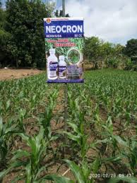 Herbisida golma 240ec untuk mengendalikan gulma/rumput di pertanaman bawang merah, bawang putih, kacang tanah, dan sebagai campuran herbisida lainnya untuk membrantas gulma di lahan bebas tanaman seperti : Herbisida Pada Tanaman Jagung Neocron Shopee Indonesia
