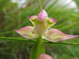 Image result for Disperis