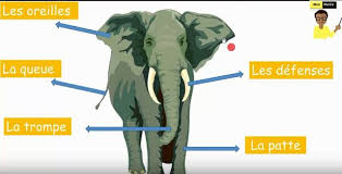 تعبير عن الفيل بالفرنسية للسنة الخامسة ابتدائي Http Www Seyf Educ Com 2020 01 Elephant 5ap Html Darth Darth Vader Elephant