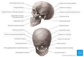 The simplest way to make the difference between the head and the face is to envision a ring that wraps around the head at the level the back of the head or occipital bone has four aesthetic bony regions. Posterior And Lateral Views Of The Skull Anatomy Kenhub