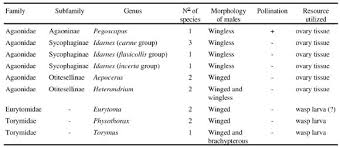 Résultat de recherche d'images pour "fig wasps in florida"