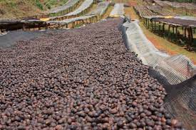 ethiopian yirgacheffe coffee drying in the sun this is what dry processed coffee is athiopien kaffee