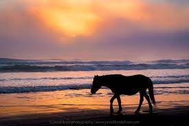 Wild Horses Out Of The Fog