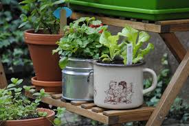 Unsere Topf Ernte Gemuseanbau Gartentipps Garten