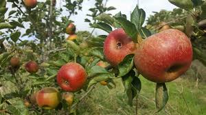 Adorned with thousands of beautiful ringlets, saturn is unique among the planets. Dessert Apples Apple Trees And Fruit Trees For Sale Buy At Competitive Prices With Wholesale Discounts