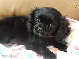 Sweet Baby Unusual To Have An All Over Black Marking Very Cute Cavalier King Charles Dog King Charles Cavalier Spaniel Puppy King Charles Puppy