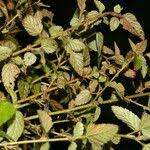 Image result for Melochia melissifolia