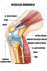 Rolul ligamentelor incrucisate este de a controla deplasarea anterioara si posterioara a de specificat este faptul ca daca ligamentele capsulare nu sunt rupte total, ci doar partial, acestea pot fi vindecate sub terapie conservatoare, fara a se interveni. ReparaÈ›ia Ligamentelor Articulare Recuperarea DupÄƒ O EntorsÄƒ De GleznÄƒ Artroza Tratamentului ArticulaÈ›iilor È™oldului È™i Genunchiului