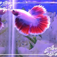 Check spelling or type a new query. Ikan Cupang Betta Fish Bendera Merah Putih Shopee Indonesia