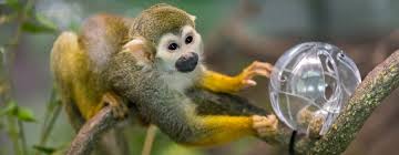 We did not find results for: Squirrel Monkey Reid Park Zoo