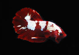 Hmpk betta white chinese painting. Deep Red Spartan Metallic Hmpk Betta Bettasplendid Com