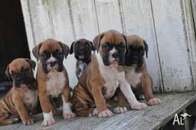 Anyone going to be selling purebred american bulldogs in the near future??? Boxer Puppies For Sale In Bligh Park New South Wales Classified Australialisted Com