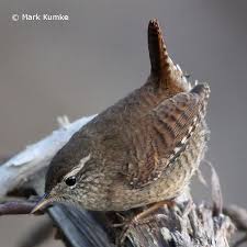 Zaunkonig Basteln Die Besten 20 Vogel Im Winter Ideen Auf Pinterest Bird Garden Backyard Birds Beautiful Birds