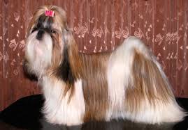 Shih Tzu Vikipedi