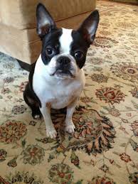 Find a boston terrier on gumtree, the #1 site for dogs & puppies for sale classifieds ads in the uk. Boston Terrier Puppies Colorado