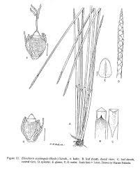 Image result for Eleocharis acutangula