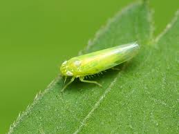 Image result for Empogona sp. A