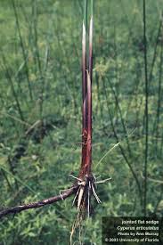 Image result for Cyperus fischerianus