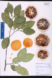 Image result for Citrus × aurantium